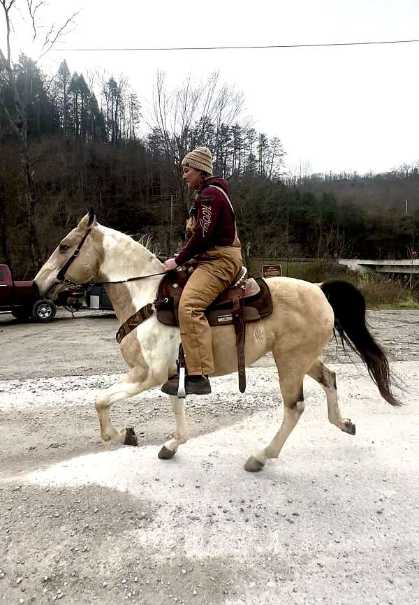 buckskin-overo-kentucky-mountain-mare