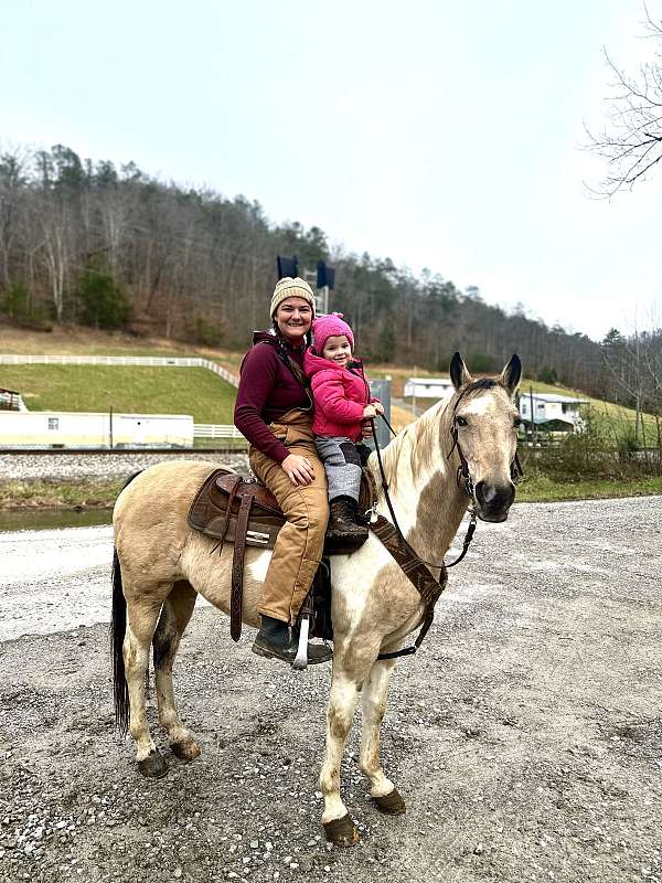 buckskin-overo-kentucky-mountain-mare