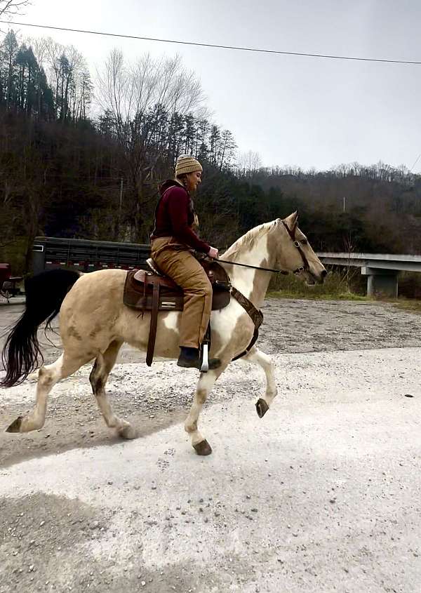 been-trail-rode-kentucky-mountain-horse