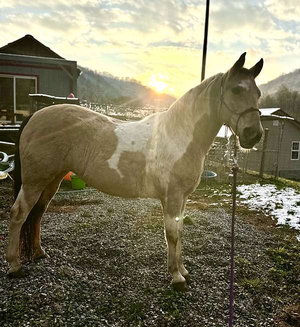 bow-kentucky-mountain-horse