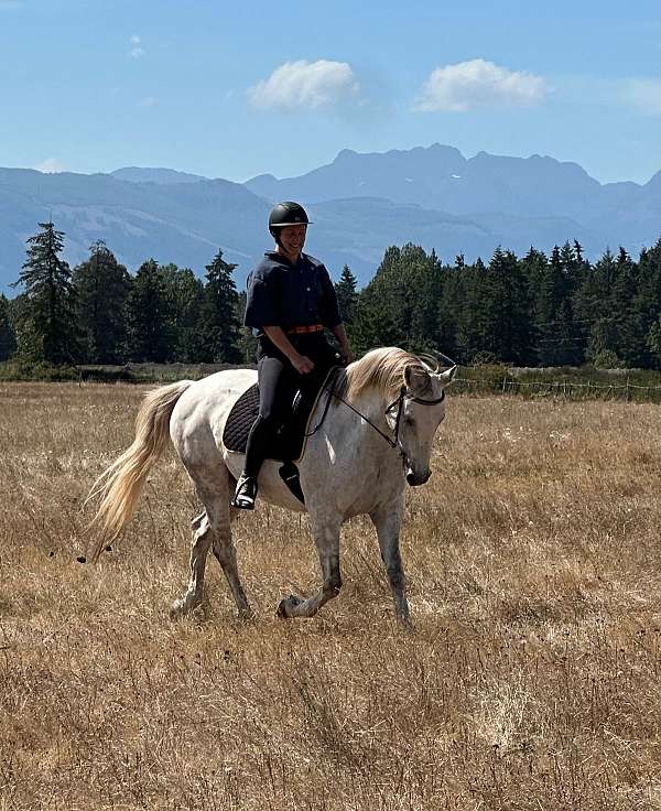 all-akhal-teke-horse