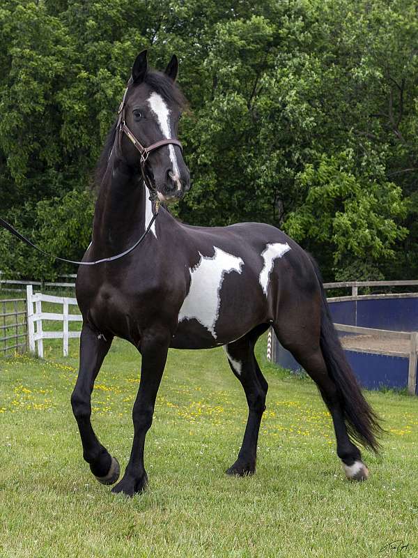 pinto-horse