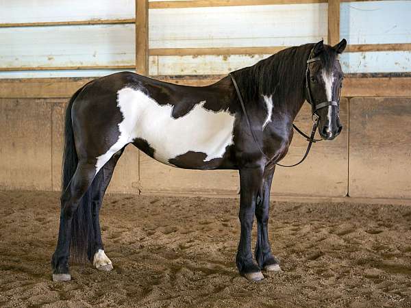 black-overo-pinto-horse