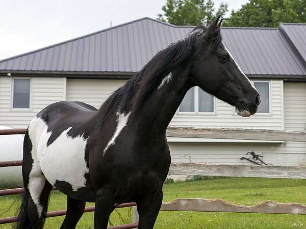 double-registered-friesian-horse