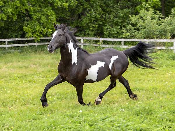 hunter-friesian-horse