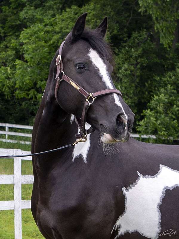 ridden-english-friesian-horse