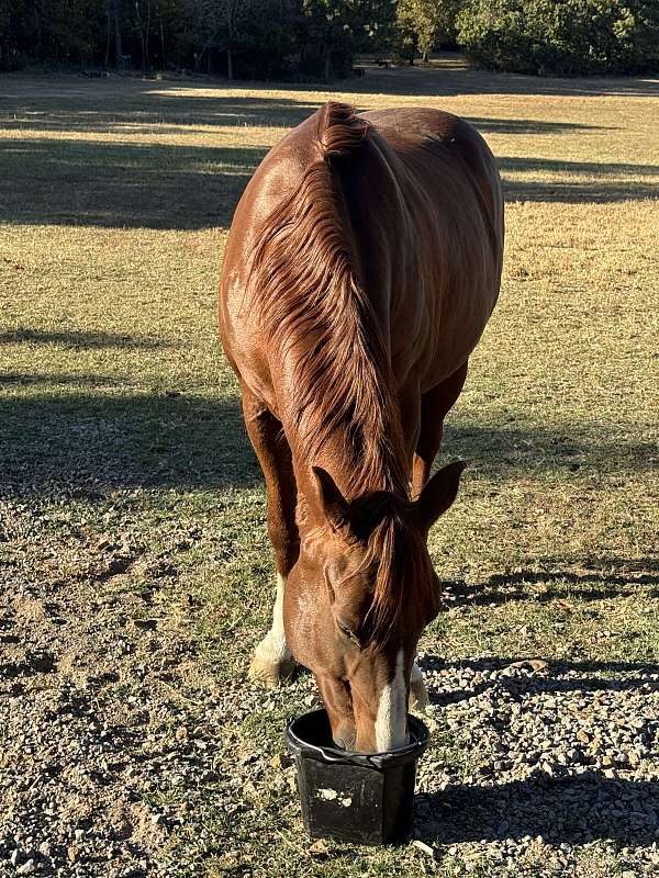 quarter-horse-gelding