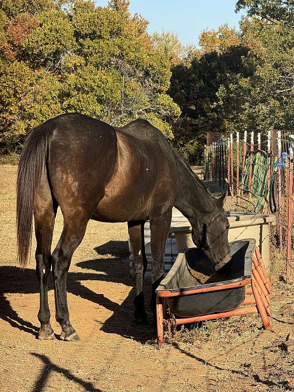 quarter-horse-for-sale