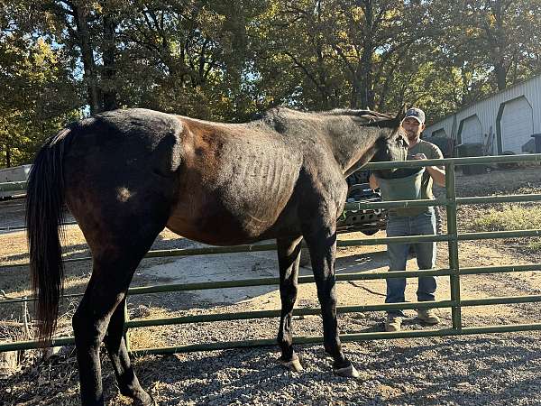 quarter-horse-gelding