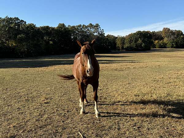 halter-quarter-horse