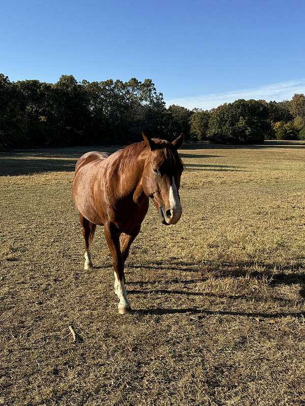 jumping-quarter-horse