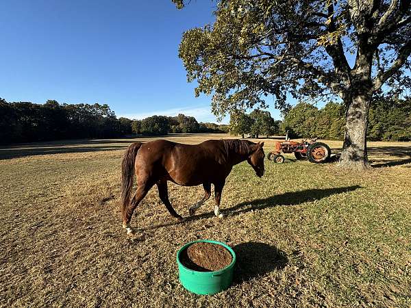 show-quarter-horse