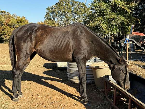 sorrel-quarter-horse-gelding