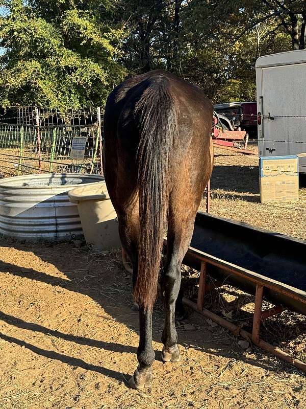 sorrel-halter-horse