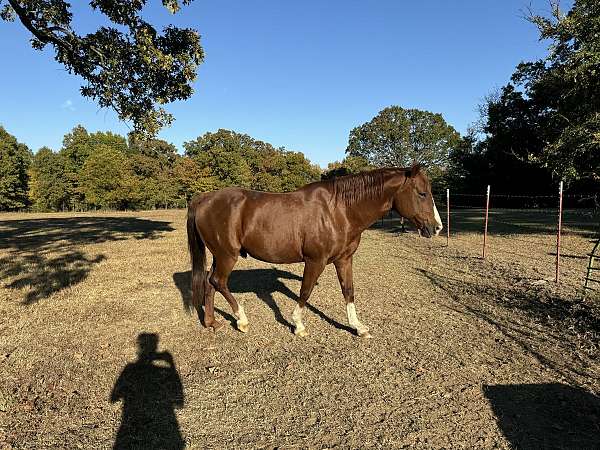 trail-quarter-horse