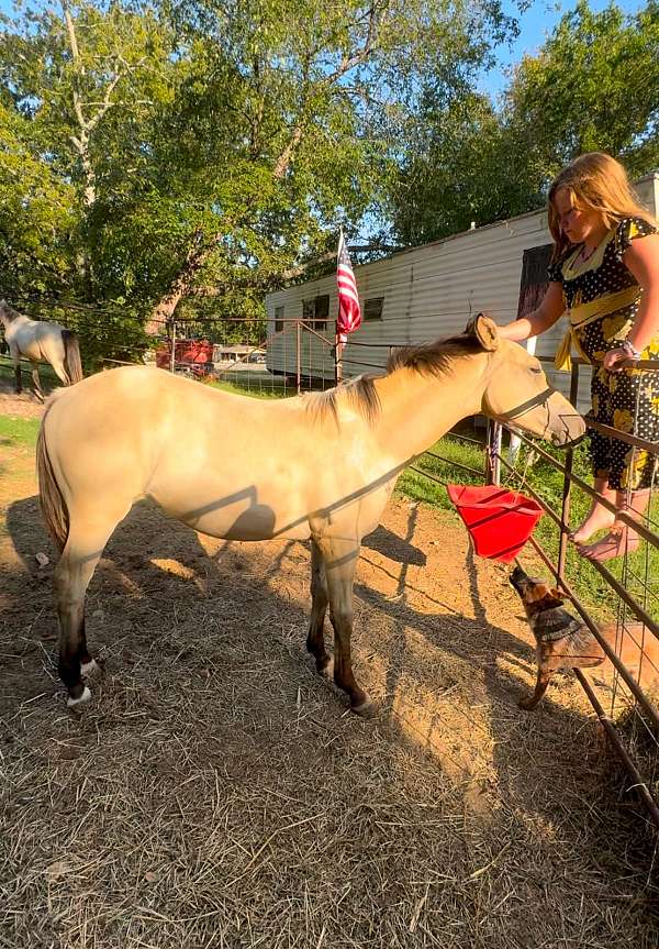 jumping-quarter-horse