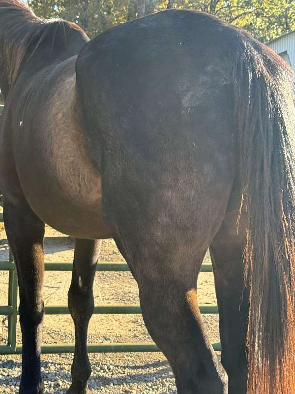 halter-quarter-horse