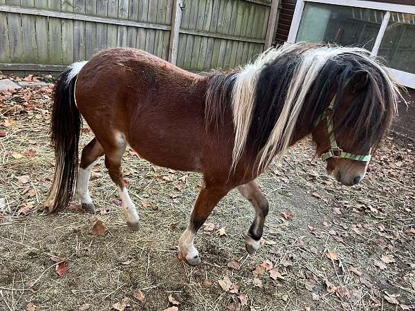 needs-a-job-miniature-horse