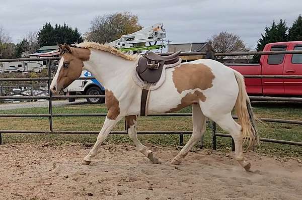 driving-pony-paint-horse