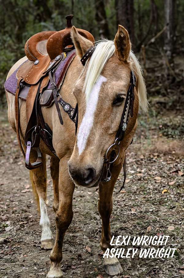 quarter-horse-mare