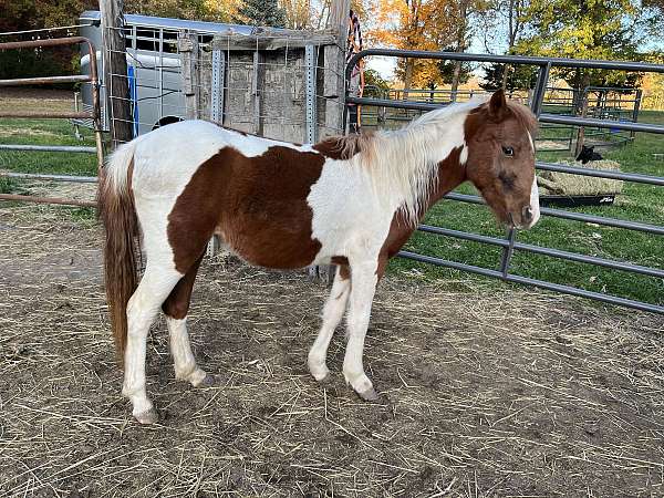 tobiano-white-with-sorrel-markings-horse