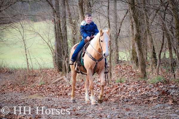 all-around-quarter-horse