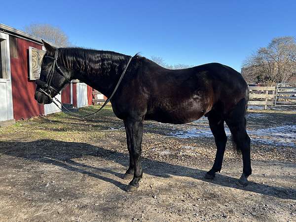 black-gelding-for-sale