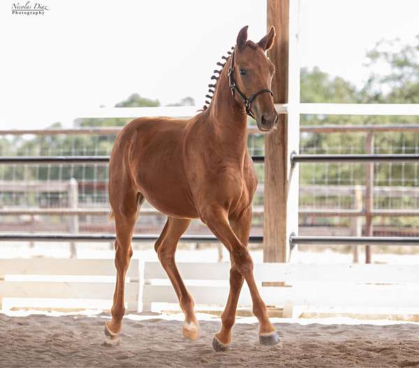 dressage-dutch-warmblood-horse