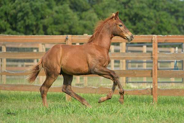 collected-dutch-warmblood-horse