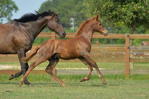 day-dutch-warmblood-horse