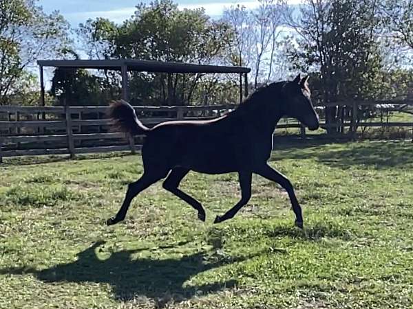 coeur-dutch-warmblood-horse