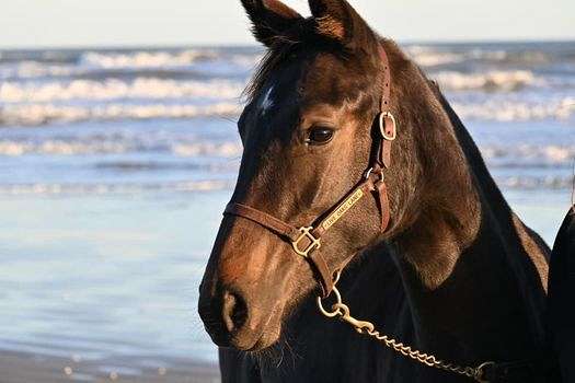 coeur-dutch-warmblood-horse