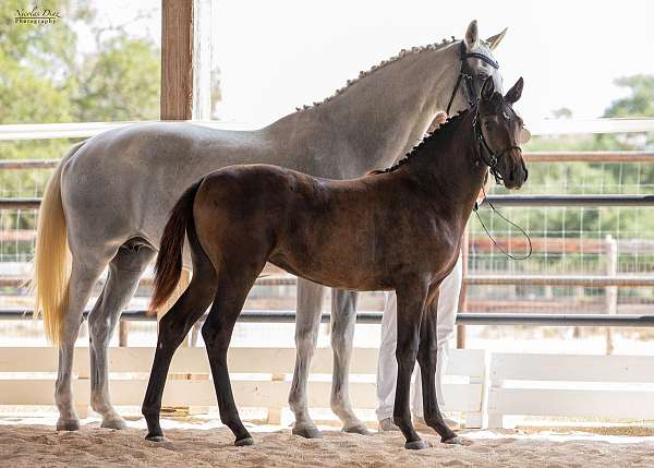 daily-dutch-warmblood-horse