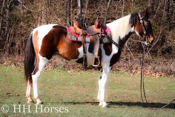 all-around-spotted-saddle-horse