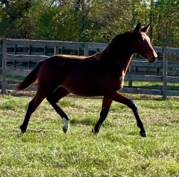 breeding-dutch-warmblood-horse