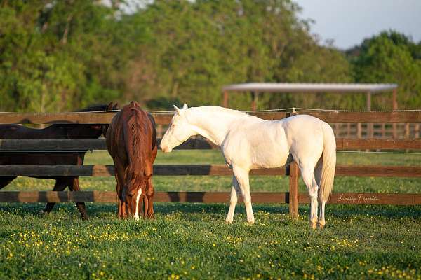 cremello-rein-horse