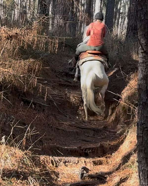 shawnee-bug-quarter-horse