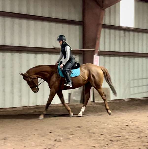 chestnut-thoroughbred-mare