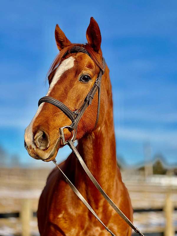 chestnut-thoroughbred-mare