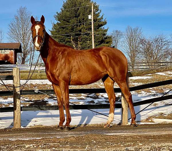 chestnut-thoroughbred-mare