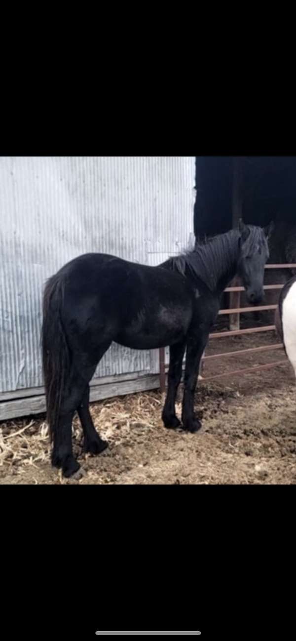 friesian-filly