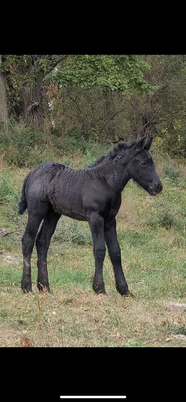 roan-friesian-filly