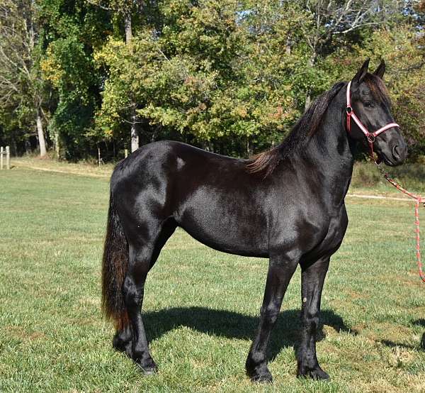 friesian-horse-for-sale