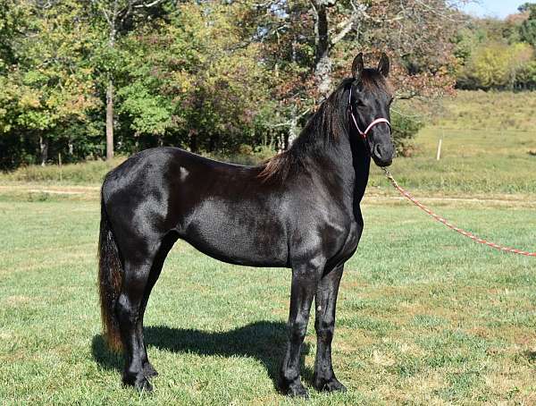 friesian-stallion