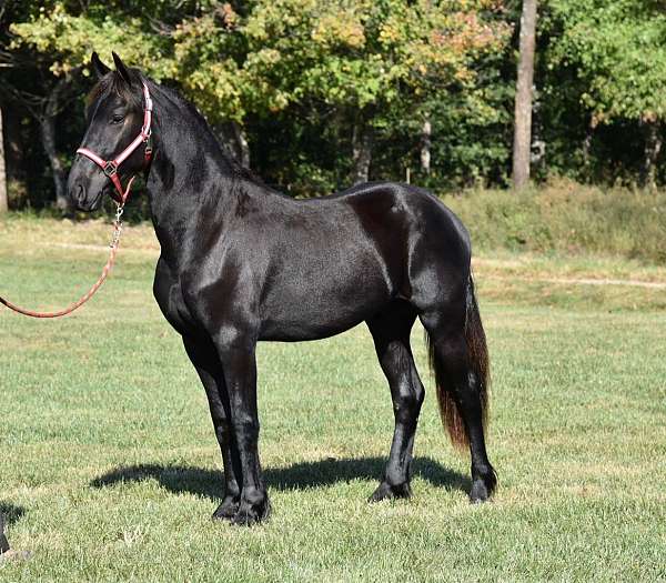 friesian-horse