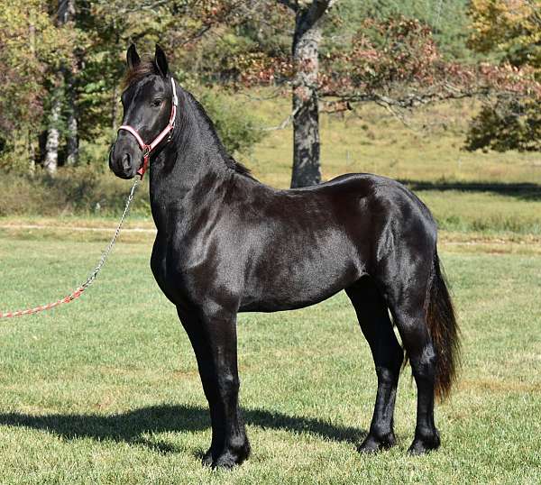 friesian