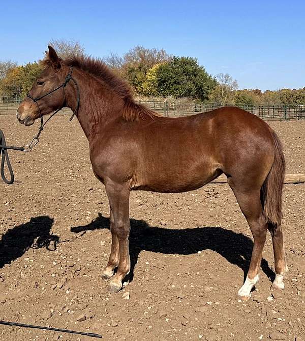 missouri-fox-trotter-filly