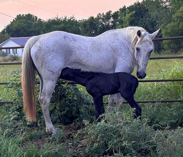 black-grey-homozygous-horse