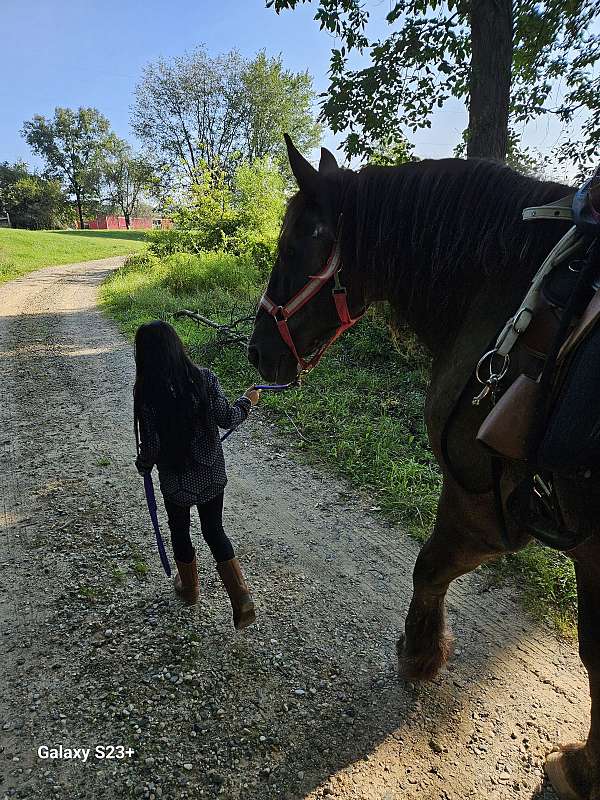 beginner-percheron-horse