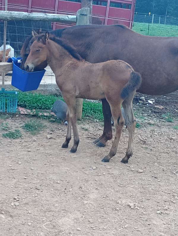 halter-andalusian-paso-fino-horse